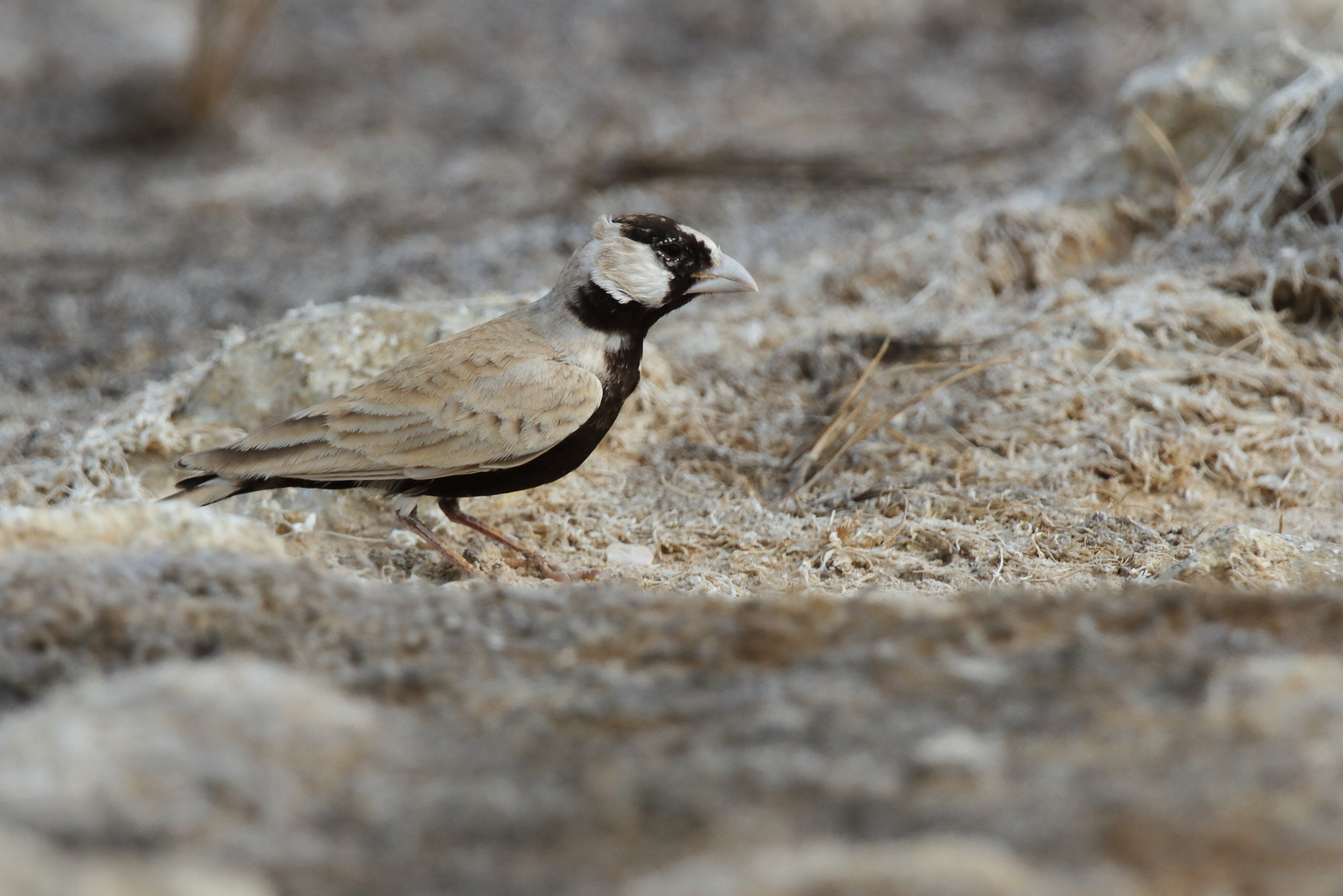 Black-crowned Sparrow-lark. Qatar, 04 November 2012 © Neil G. Morris.