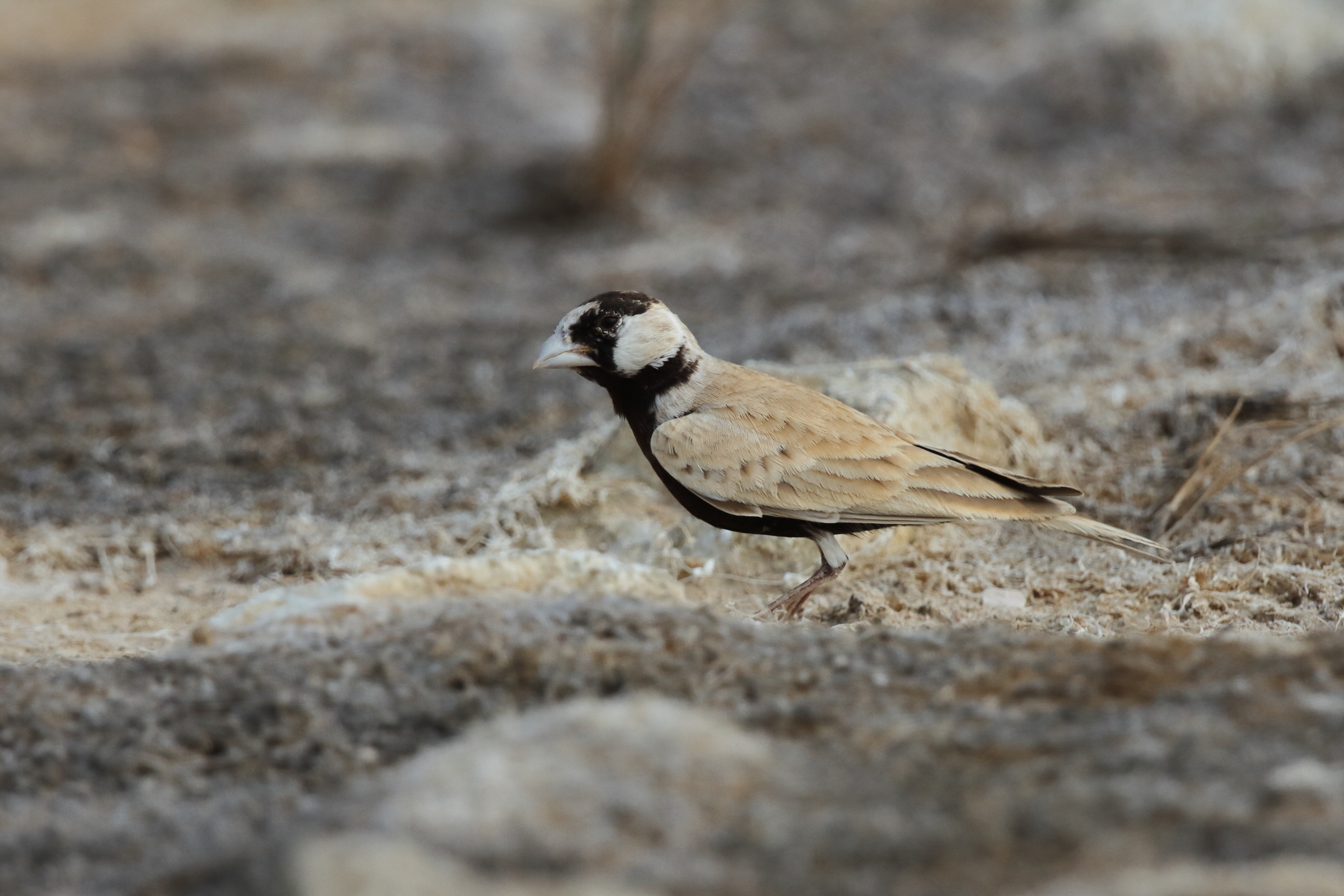 Black-crowned Sparrow-lark. Qatar, 04 November 2012 © Neil G. Morris.