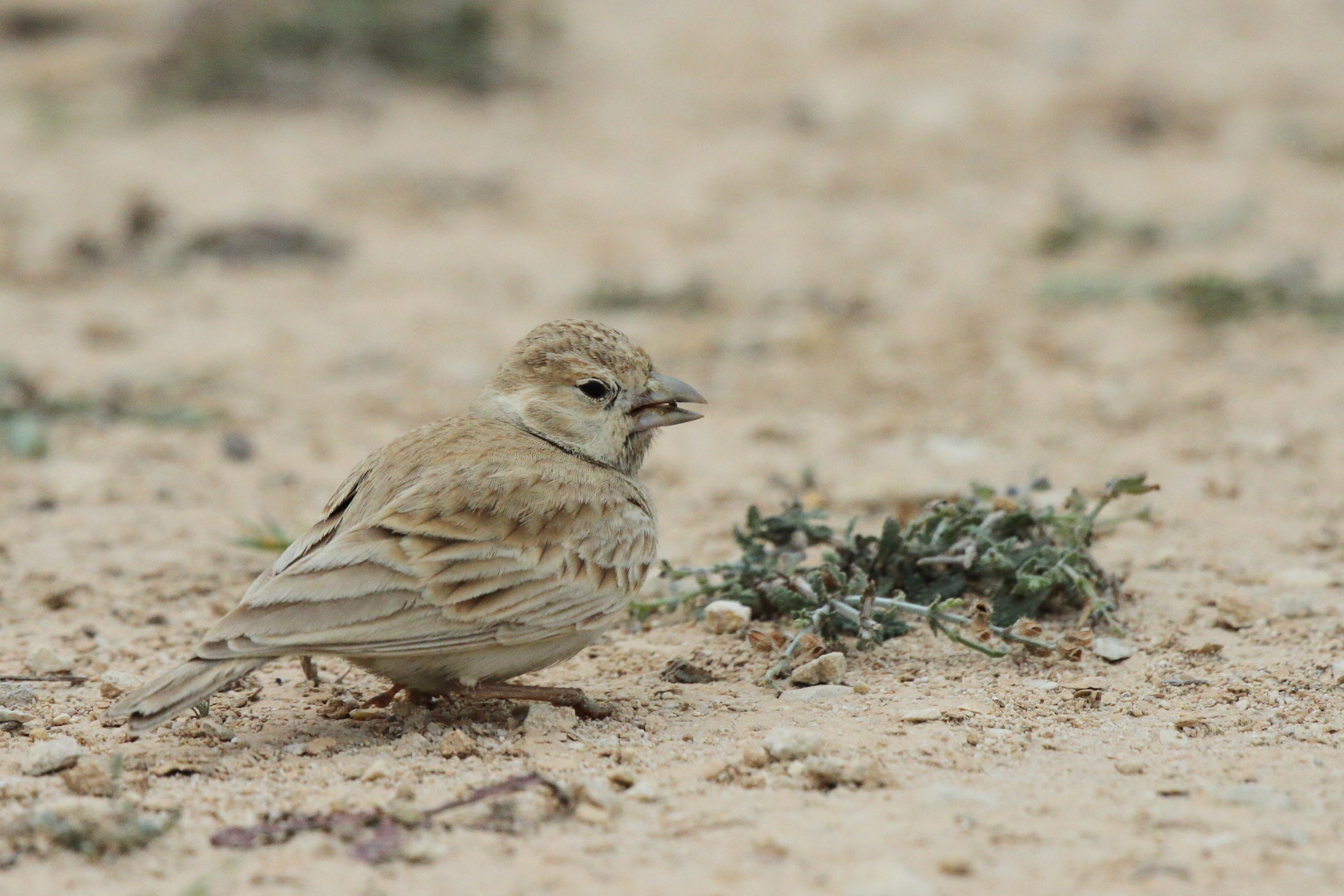 Black-crowned Sparrow-lark. Qatar, 18 February 2013 © Neil G. Morris.