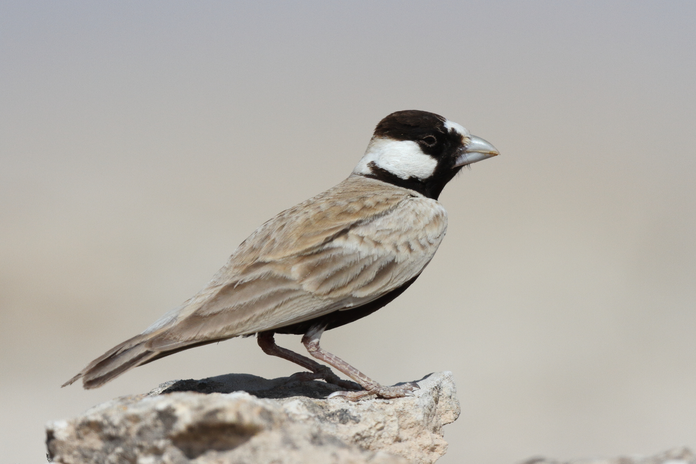 Black-crowned Sparrow-lark. Qatar, 04 March 2013 © Neil G. Morris.