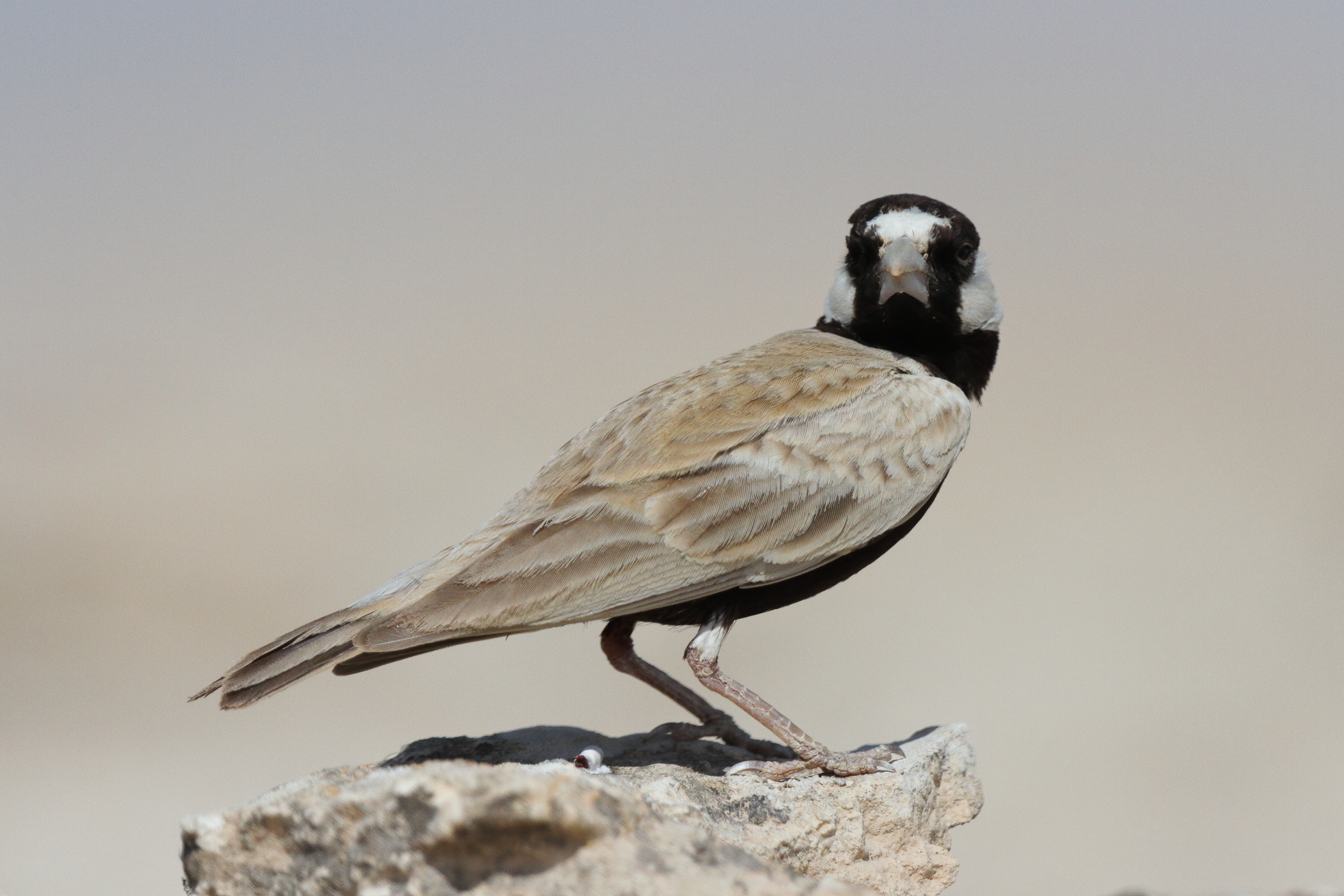Black-crowned Sparrow-lark. Qatar, 04 March 2013 © Neil G. Morris.