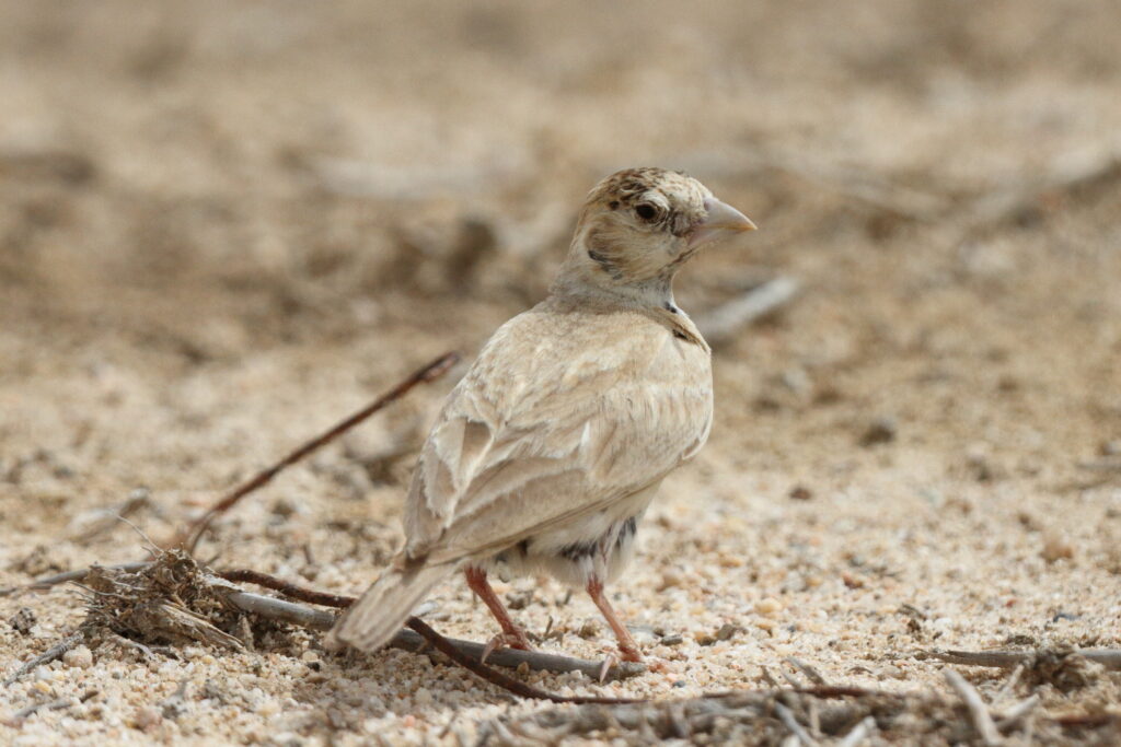 Black-crowned Sparrow-lark. Qatar, 06 May 2013 © Neil G. Morris.