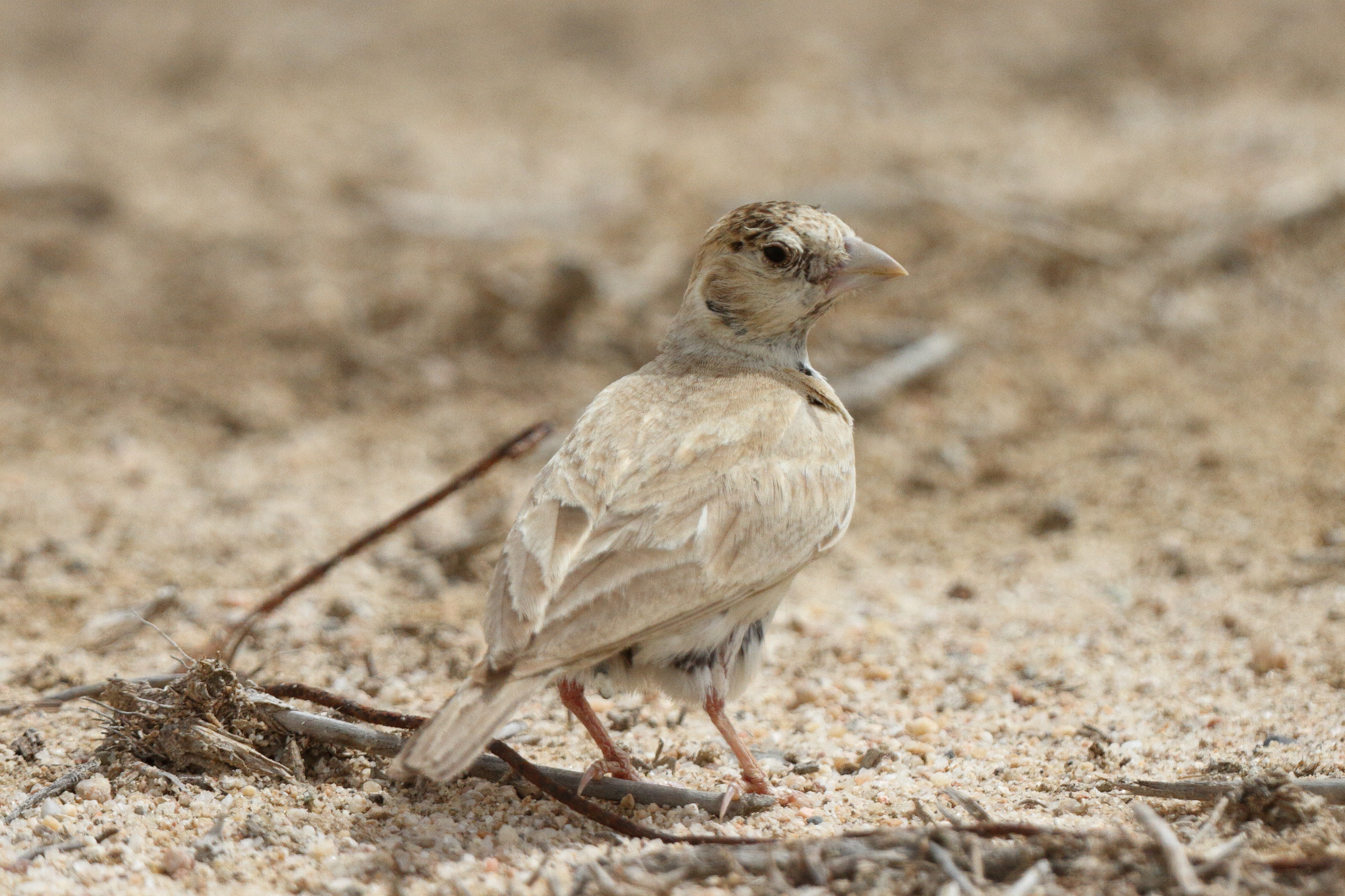 Black-crowned Sparrow-lark. Qatar, 06 May 2013 © Neil G. Morris.