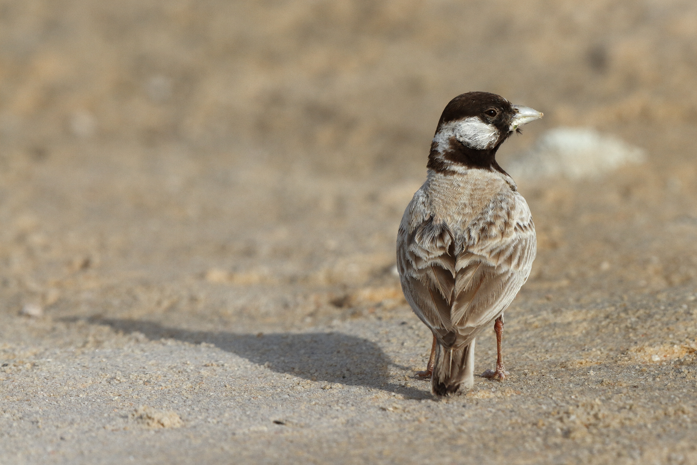 Black-crowned Sparrow-lark. Qatar, 21 June 2013 © Neil G. Morris.