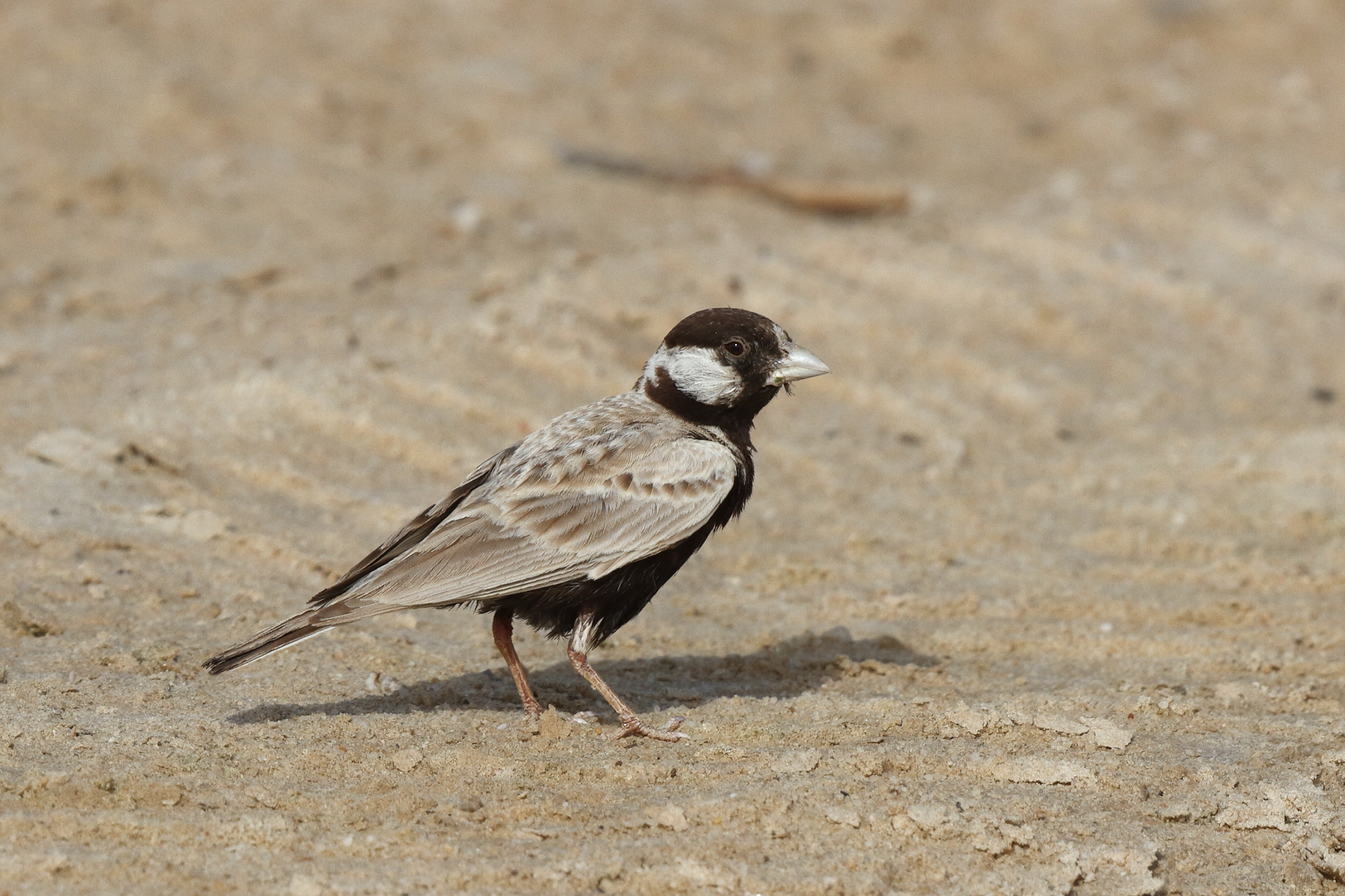 Black-crowned Sparrow-lark. Qatar, 21 June 2013 © Neil G. Morris.