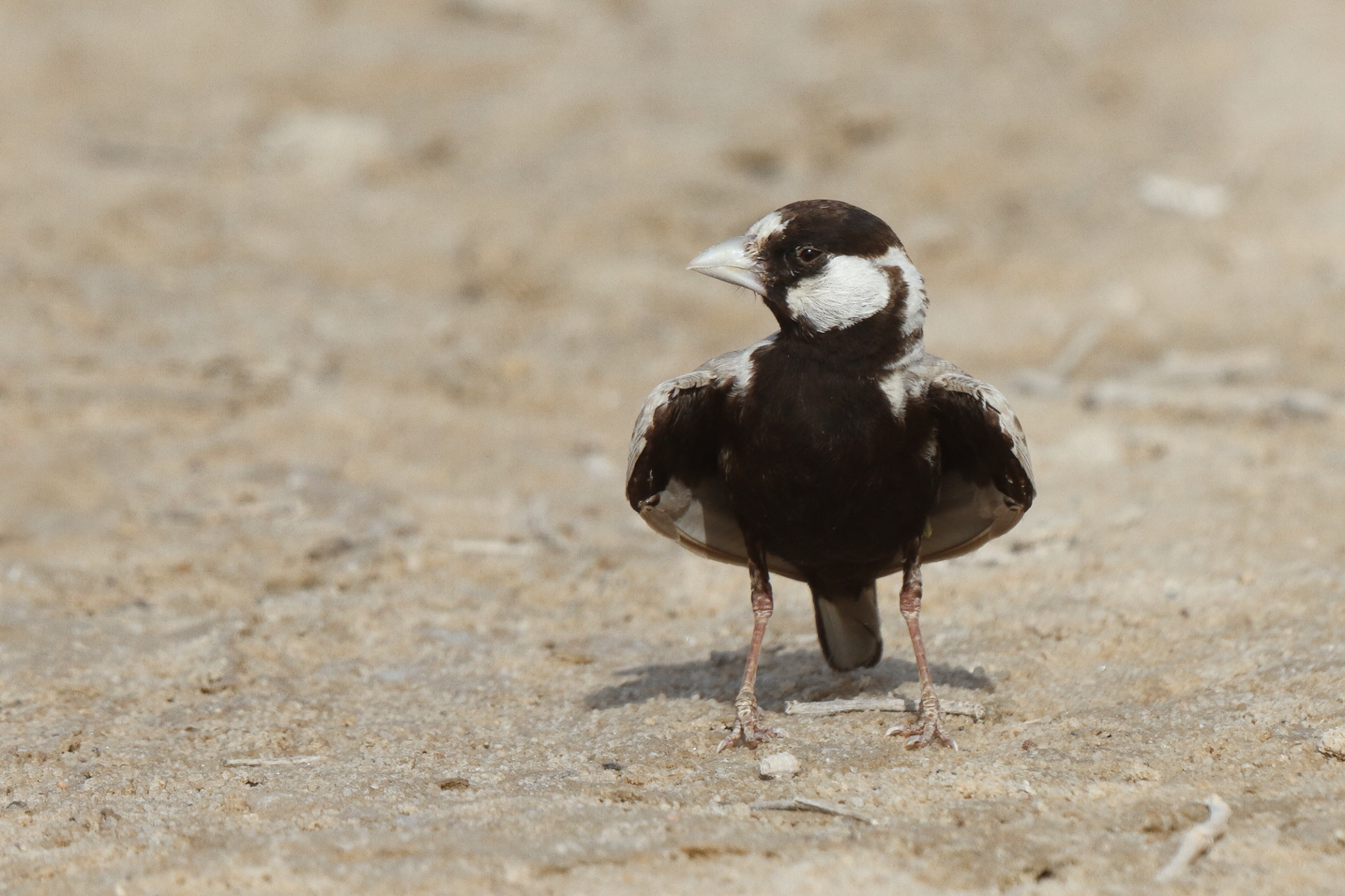 Black-crowned Sparrow-lark. Qatar, 21 June 2013 © Neil G. Morris.