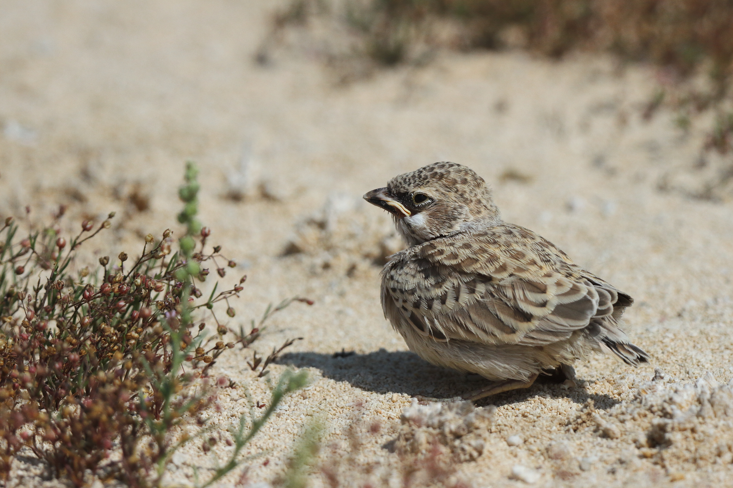 Black-crowned Sparrow-lark. Qatar, 19 February 2014 © Neil G. Morris.