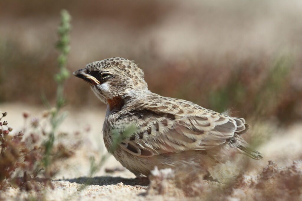 Black-crowned Sparrow-lark. Qatar, 19 February 2014 © Neil G. Morris.