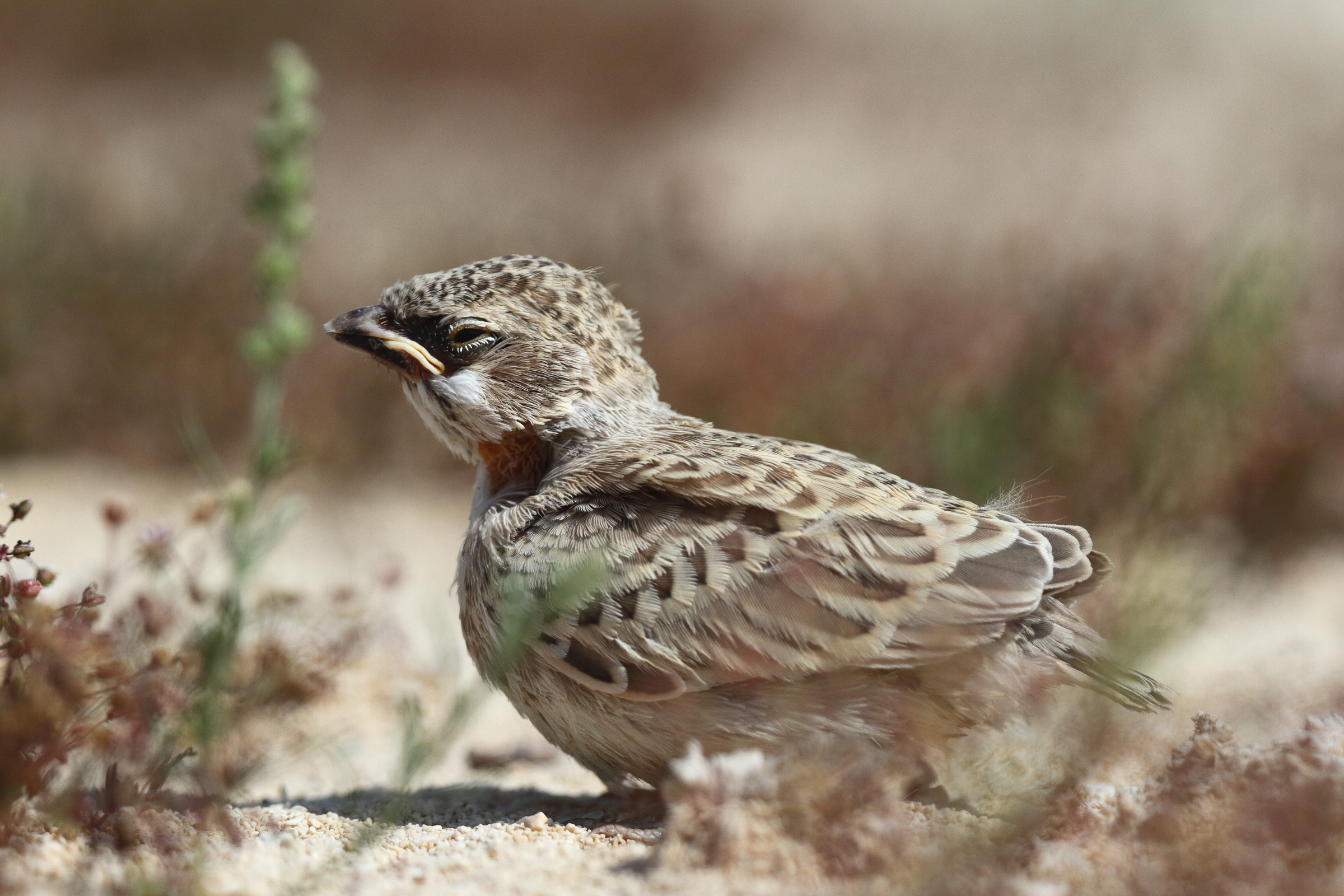 Black-crowned Sparrow-lark. Qatar, 19 February 2014 © Neil G. Morris.