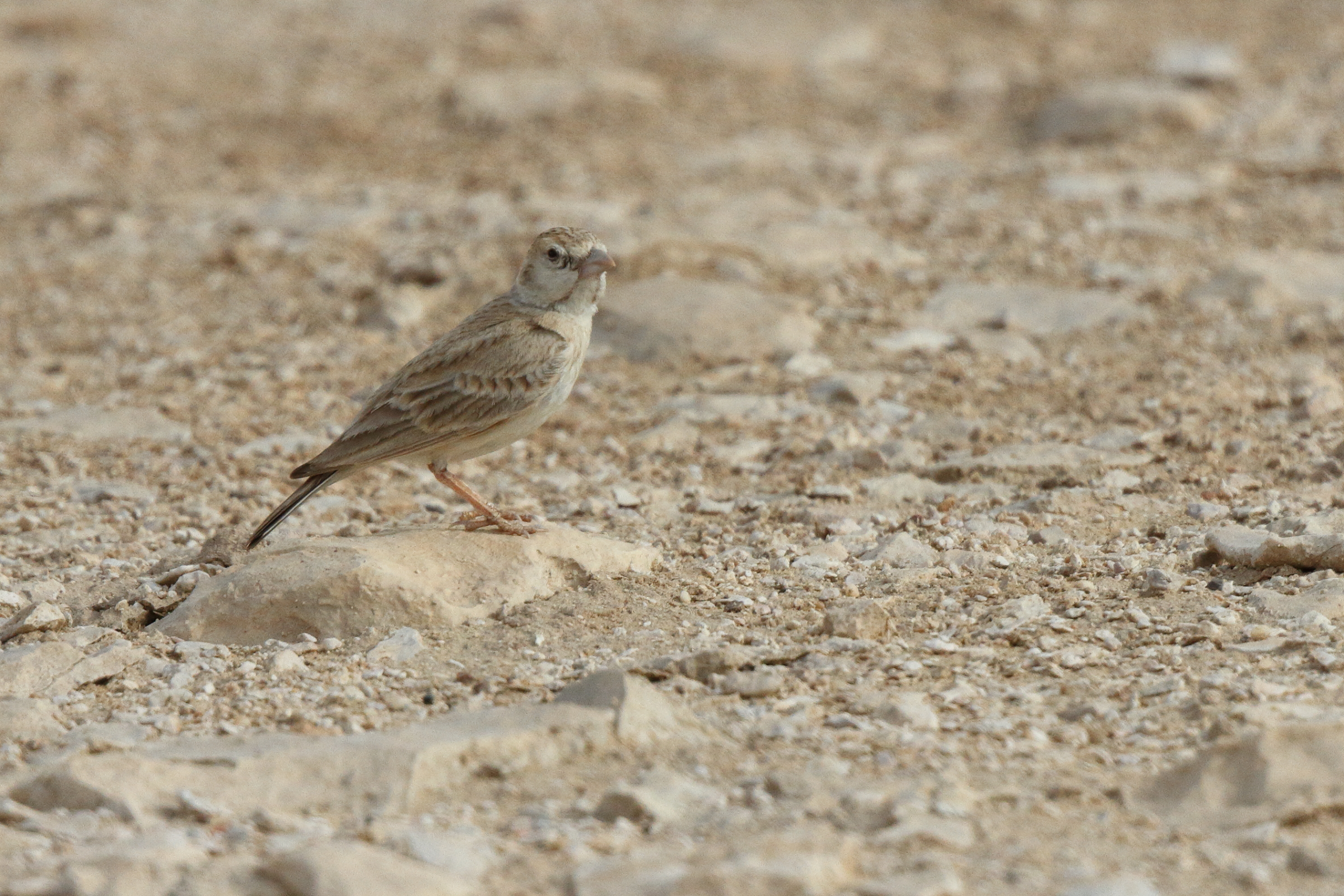 Black-crowned Sparrow-lark. Qatar, 25 March 2014 © Neil G. Morris.