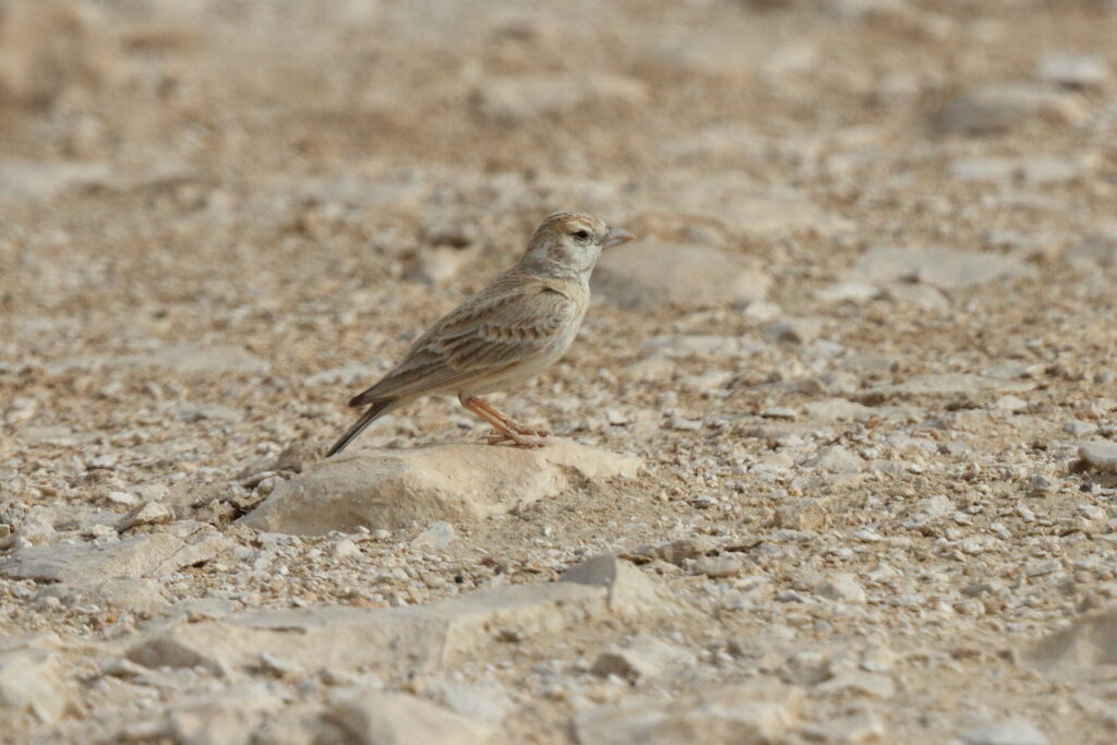 Black-crowned Sparrow-lark. Qatar, 25 March 2014 © Neil G. Morris.