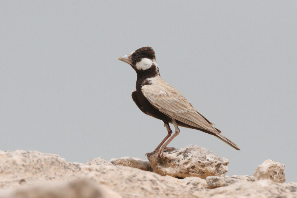 Black-crowned Sparrow-lark. Qatar, 11 May 2014 © Neil G. Morris.