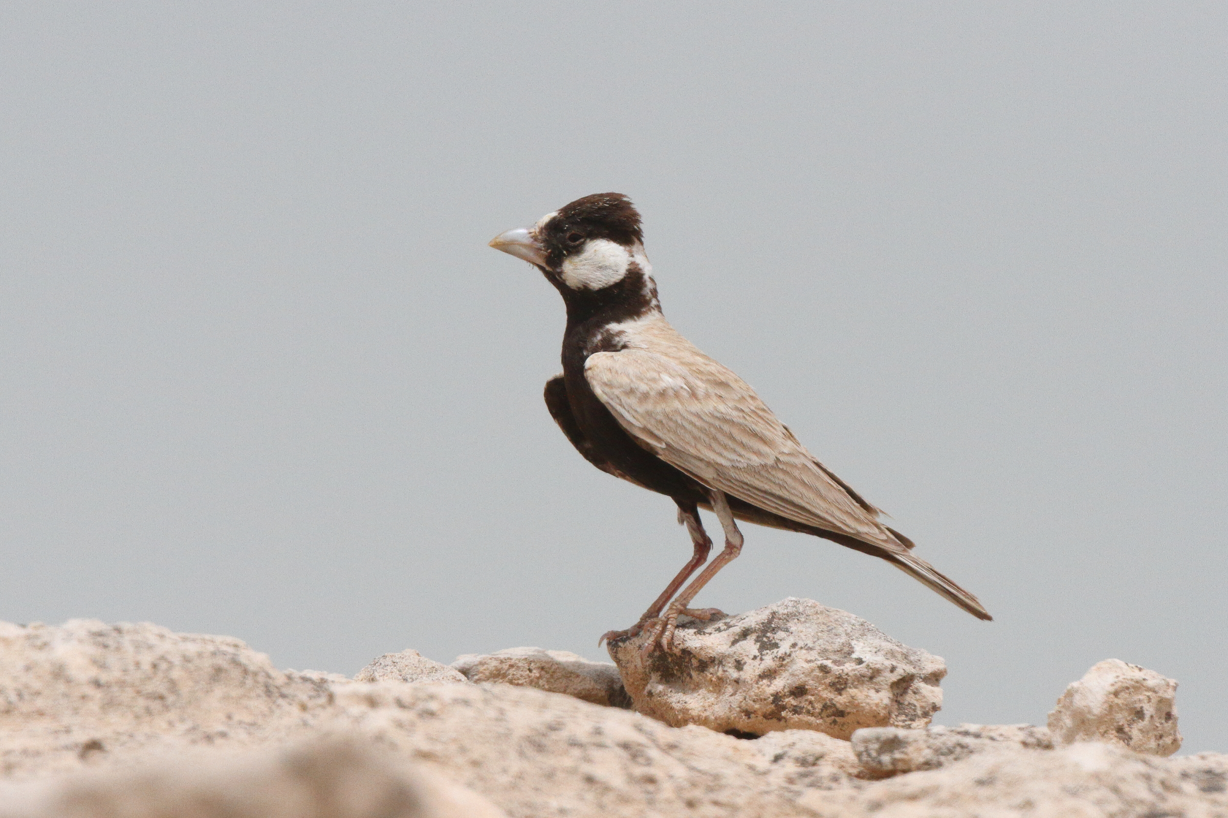 Black-crowned Sparrow-lark. Qatar, 11 May 2014 © Neil G. Morris.