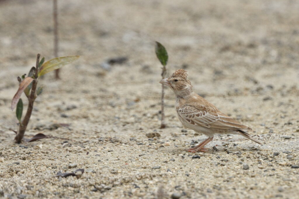 Black-crowned Sparrow-lark. Qatar, 13 May 2014 © Neil G. Morris.