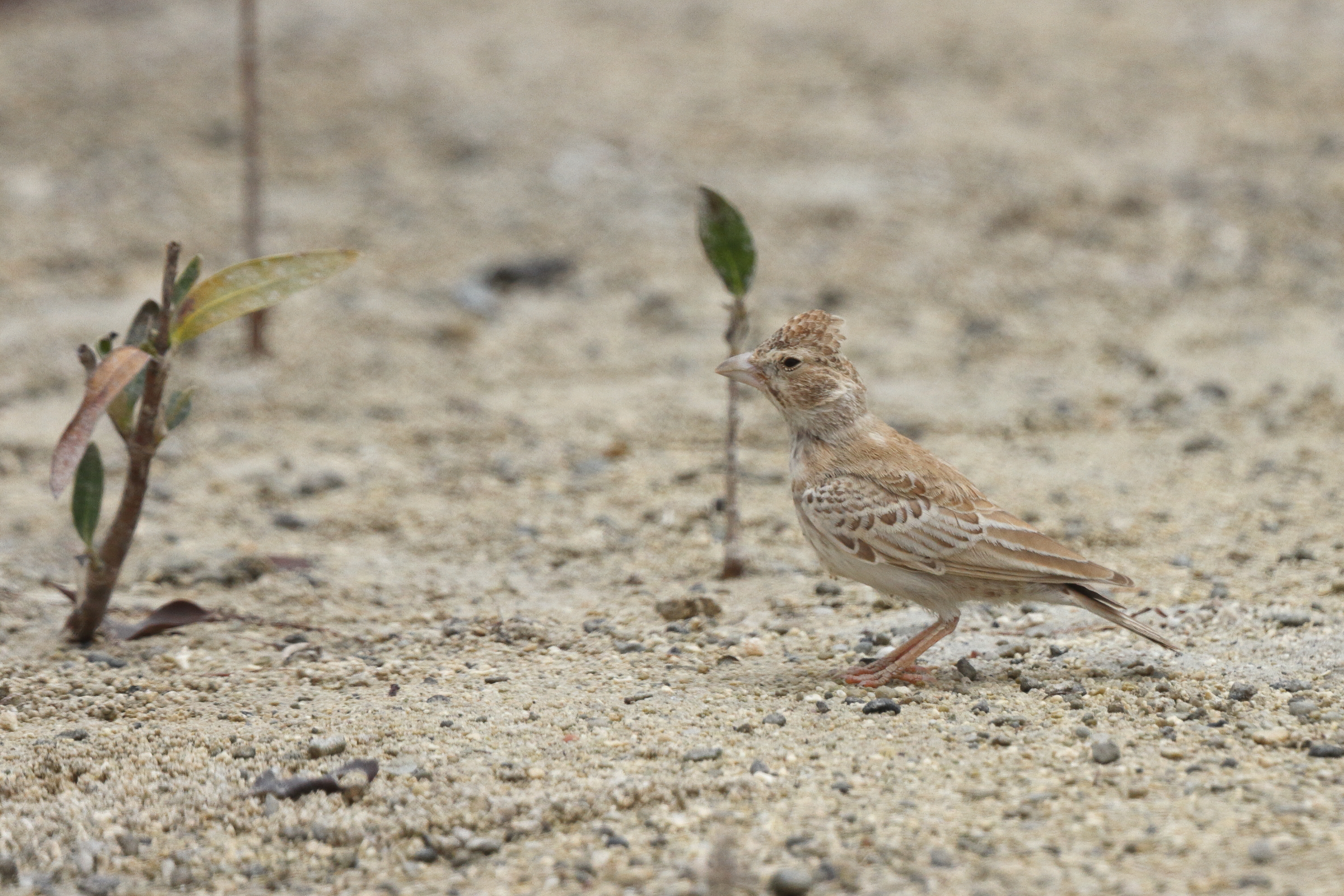 Black-crowned Sparrow-lark. Qatar, 13 May 2014 © Neil G. Morris.