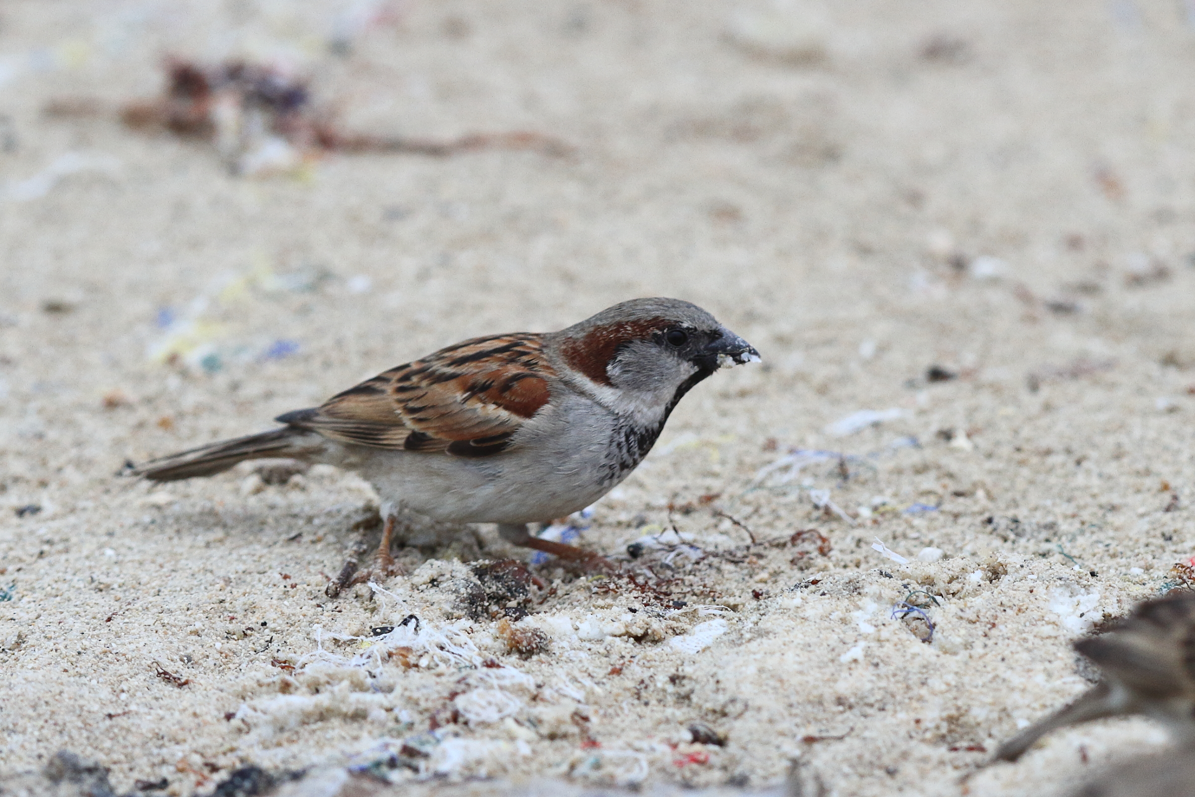 House Sparrow. Qatar, 11 January 2014 © Neil G. Morris.