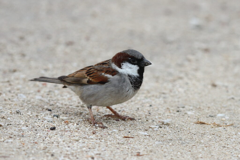 'Indian' House Sparrow. Qatar, 11 January 2014 © Neil G. Morris.