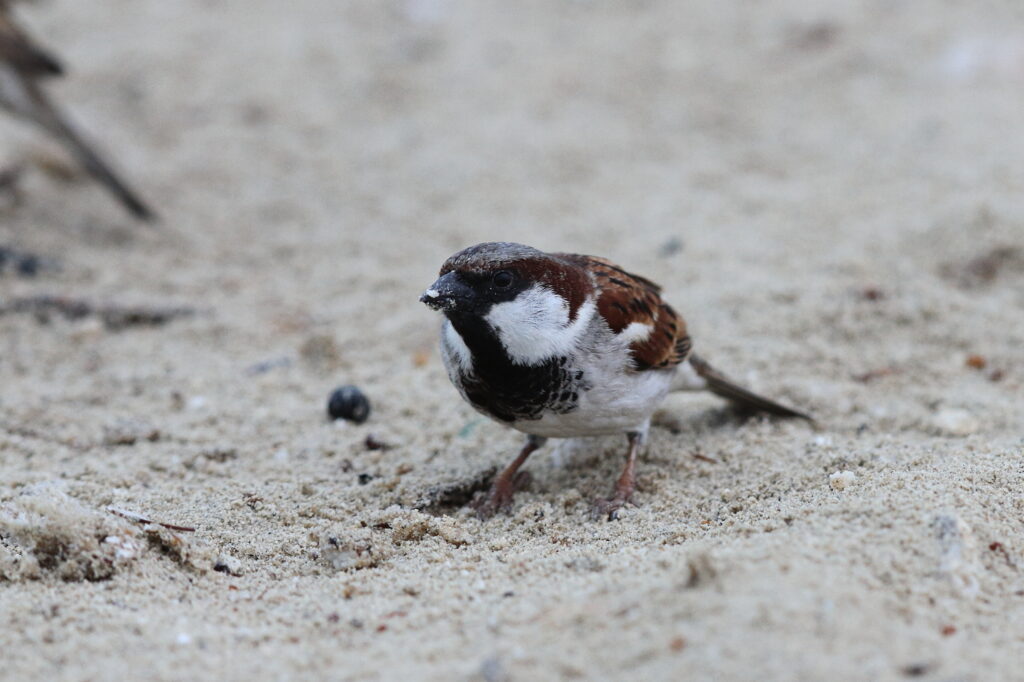 'Indian' House Sparrow. Qatar, 11 January 2014 © Neil G. Morris.