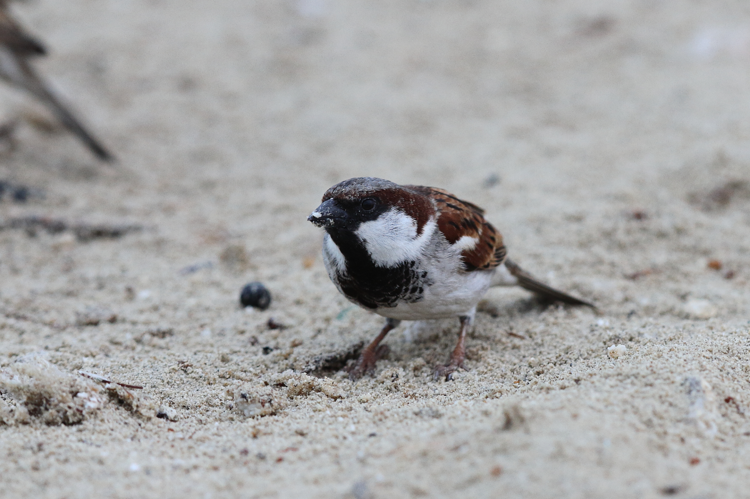 'Indian' House Sparrow. Qatar, 11 January 2014 © Neil G. Morris.