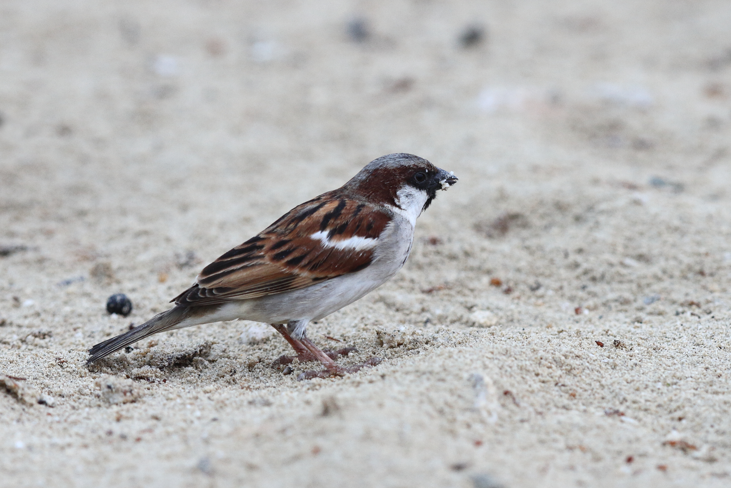 'Indian' House Sparrow. Qatar, 11 January 2014 © Neil G. Morris.
