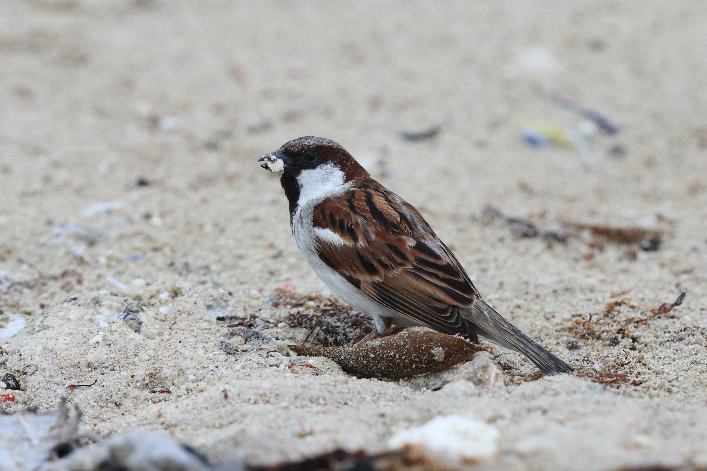 'Indian' House Sparrow. Qatar, 11 January 2014 © Neil G. Morris.