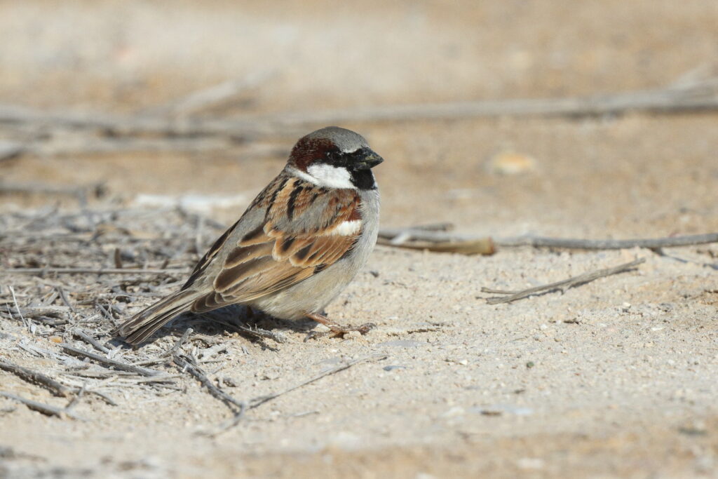 House Sparrow. Qatar, 18 February 2014 © Neil G. Morris.
