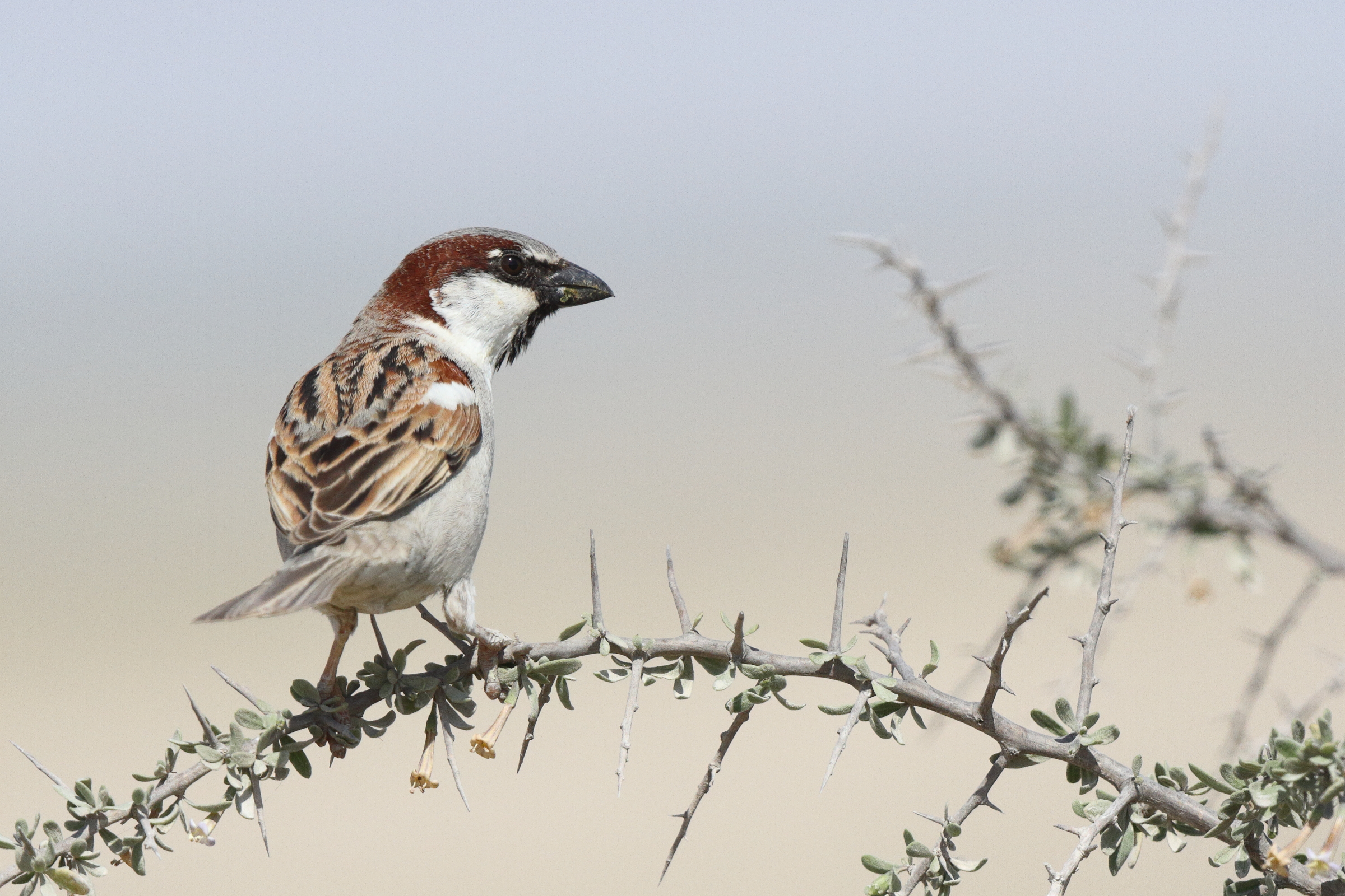 Spanish x House Sparrow hybrid. Qatar, 18 February 2014 © Neil G. Morris.
