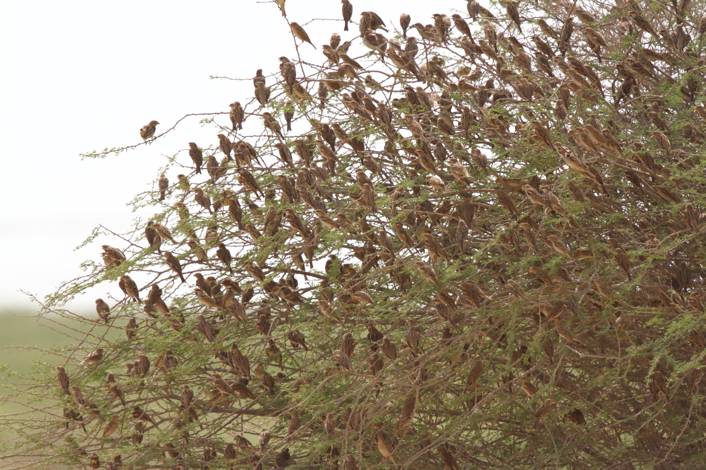 Spanish Sparrow. Qatar, 21 October 2012 © Neil G. Morris.
