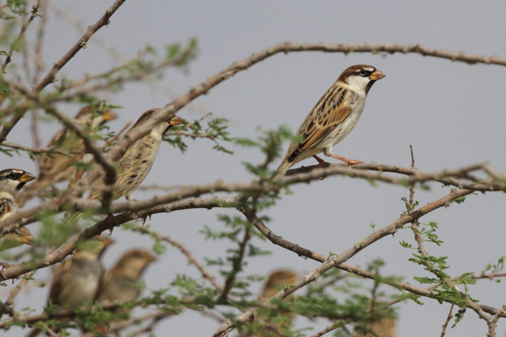 Spanish Sparrow. Qatar, 21 October 2012 © Neil G. Morris.