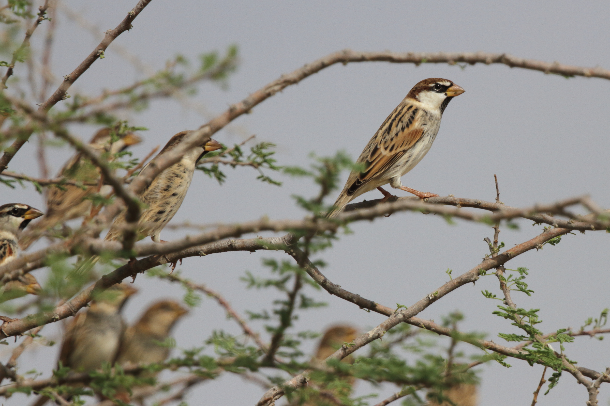 Spanish Sparrow. Qatar, 21 October 2012 © Neil G. Morris.