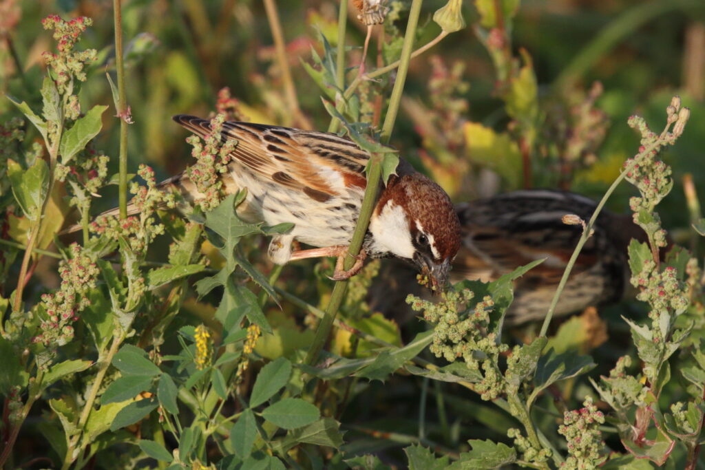 Spanish Sparrow. Qatar, 04 March 2013 © Neil G. Morris.