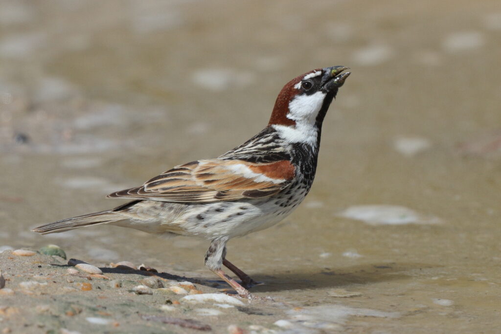 Spanish Sparrow. Qatar, 17 March 2013 © Neil G. Morris.