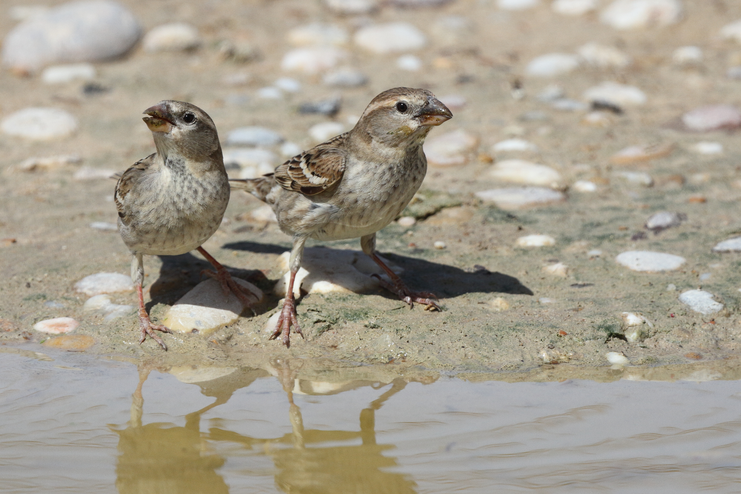 Spanish Sparrow. Qatar, 17 March 2013 © Neil G. Morris.
