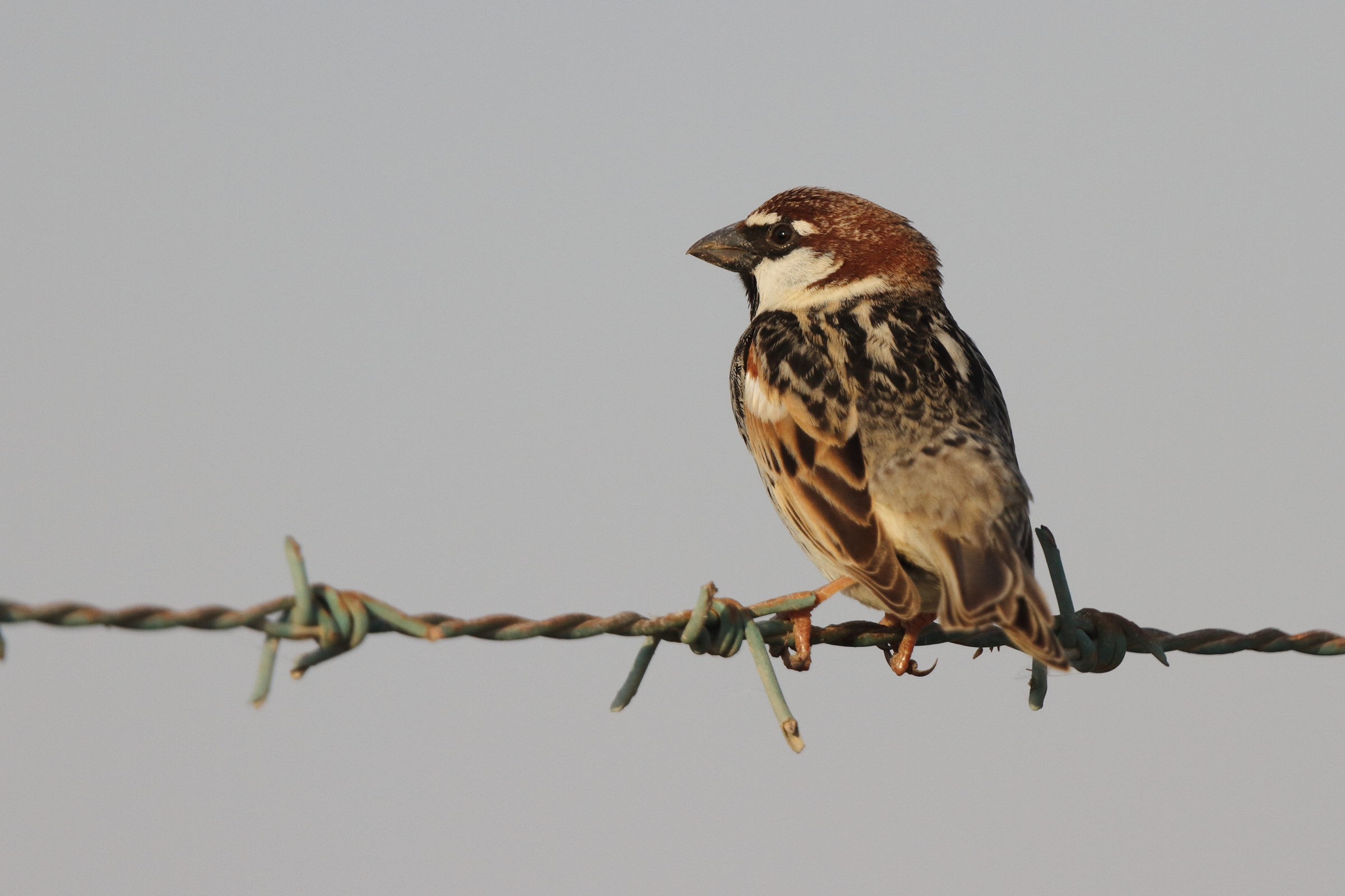 Spanish Sparrow. Qatar, 23 March 2013 © Neil G. Morris.