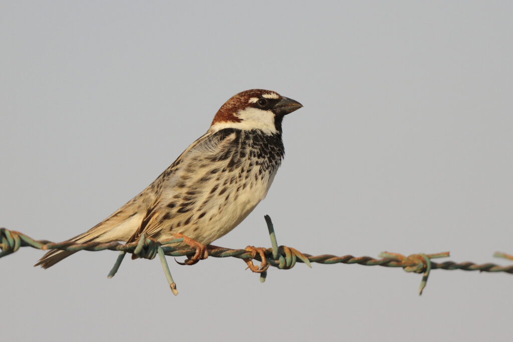 Spanish Sparrow. Qatar, 23 March 2013 © Neil G. Morris.