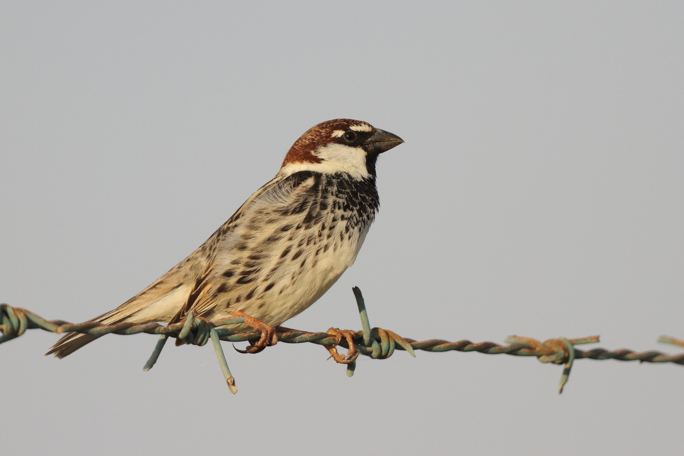 Spanish Sparrow. Qatar, 23 March 2013 © Neil G. Morris.