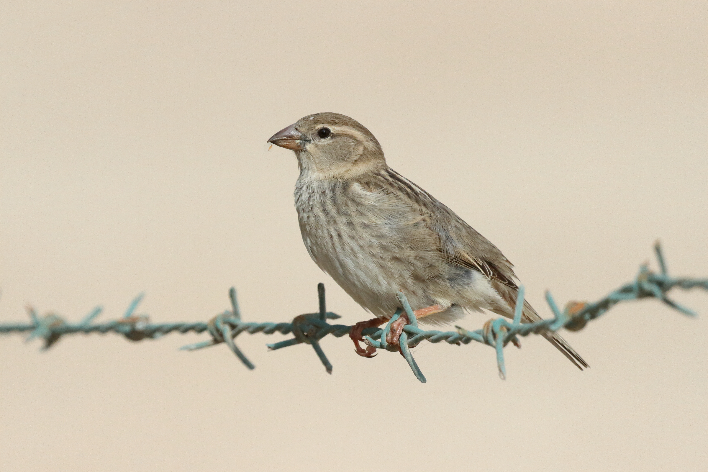 Spanish Sparrow. Qatar, 01 April 2015 © Neil G. Morris.