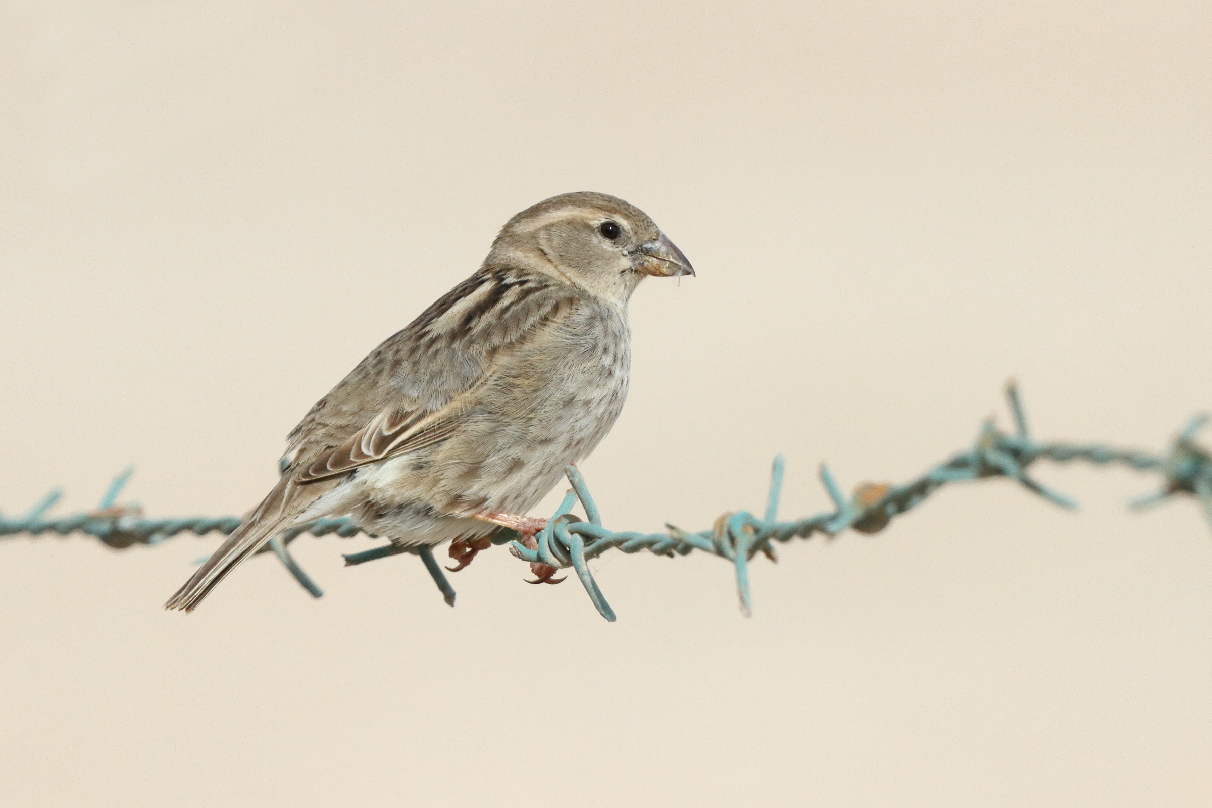 Spanish Sparrow. Qatar, 01 April 2015 © Neil G. Morris.