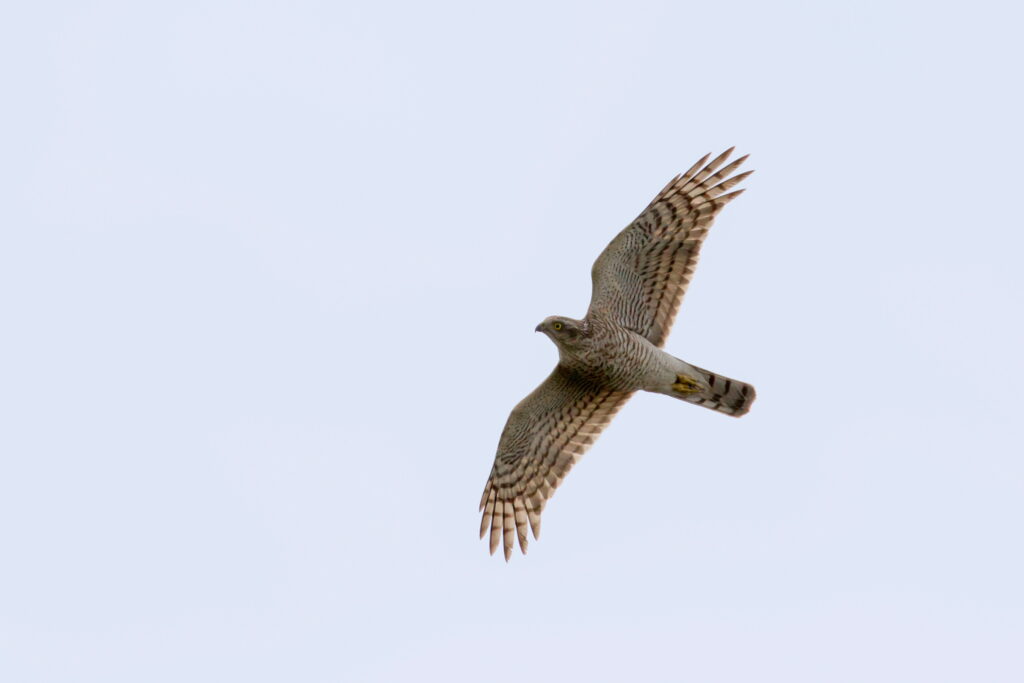 Eurasian Sparrowhawk. Qatar, 08 November 2012 © Neil G. Morris.