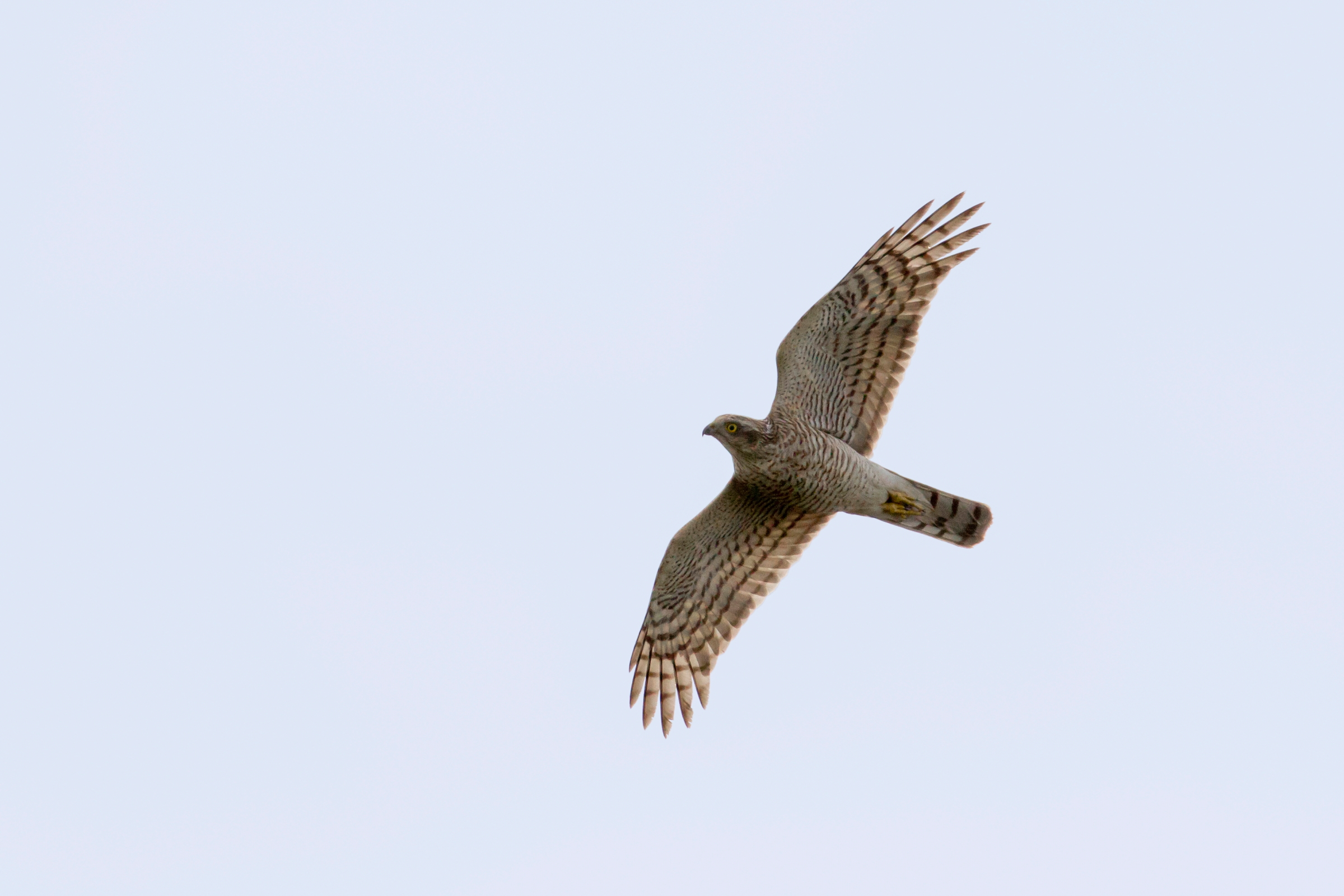 Eurasian Sparrowhawk. Qatar, 08 November 2012 © Neil G. Morris.