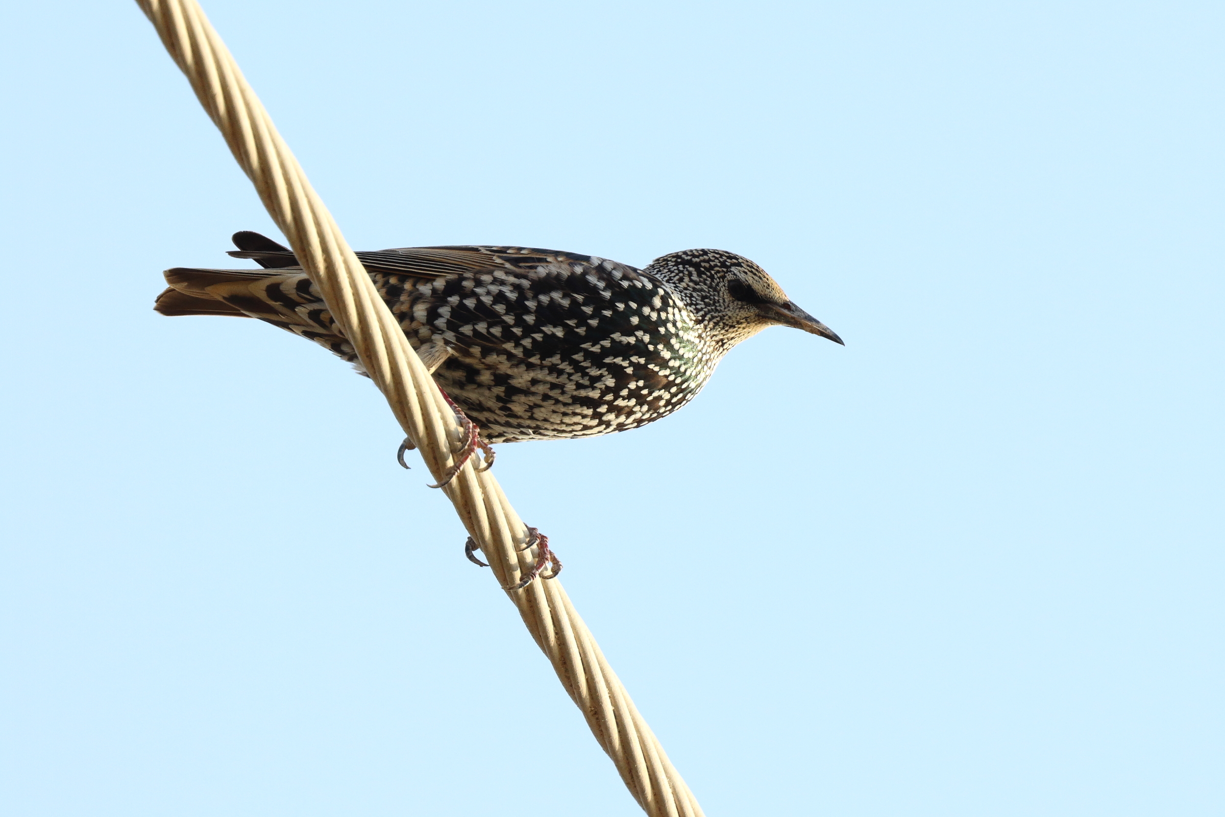 Common Starling. Qatar, 14 November 2013 © Neil G. Morris.