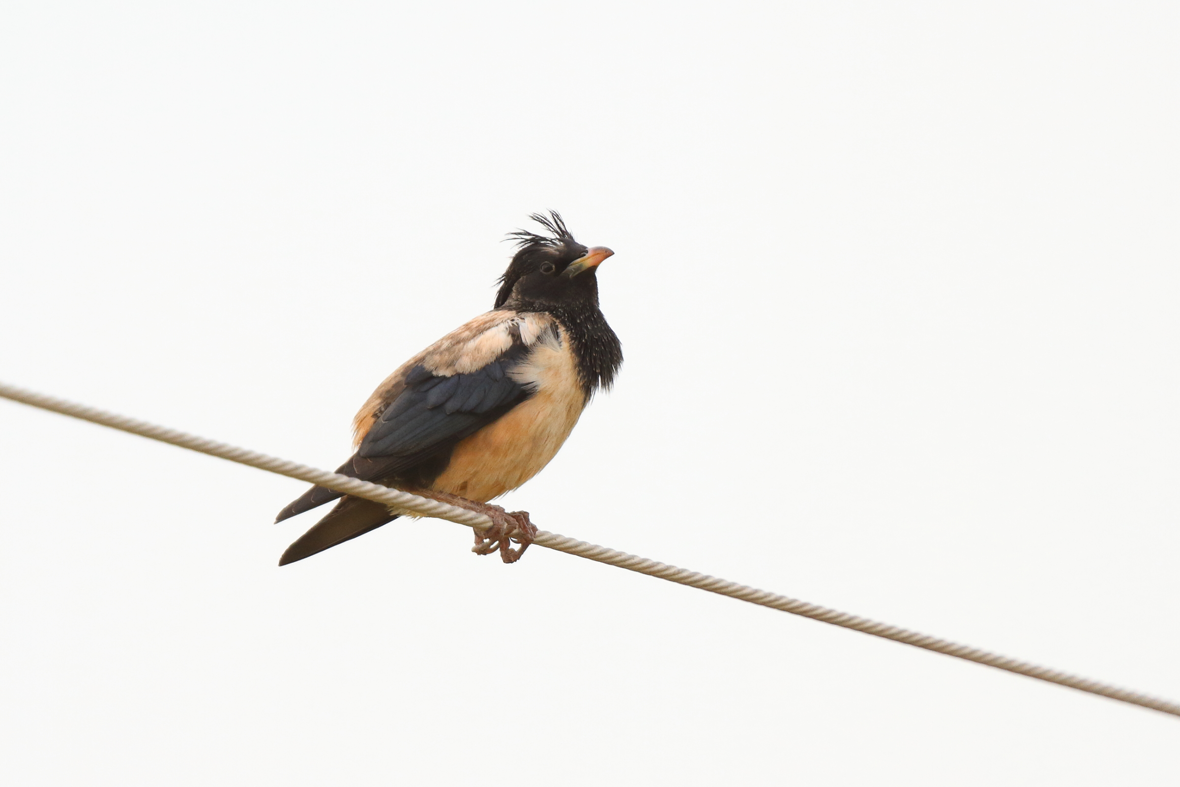 Rose-coloured Starling. Qatar, 23 April 2013 © Neil G. Morris.