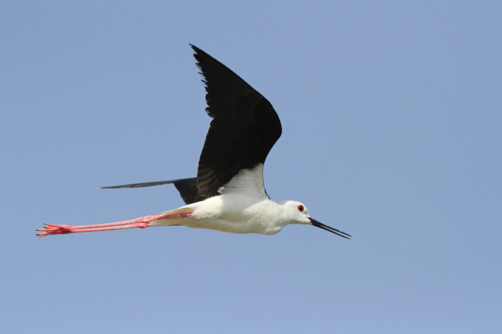 Black-winged Stilt. Qatar, 26 June 2013 © Neil G. Morris.