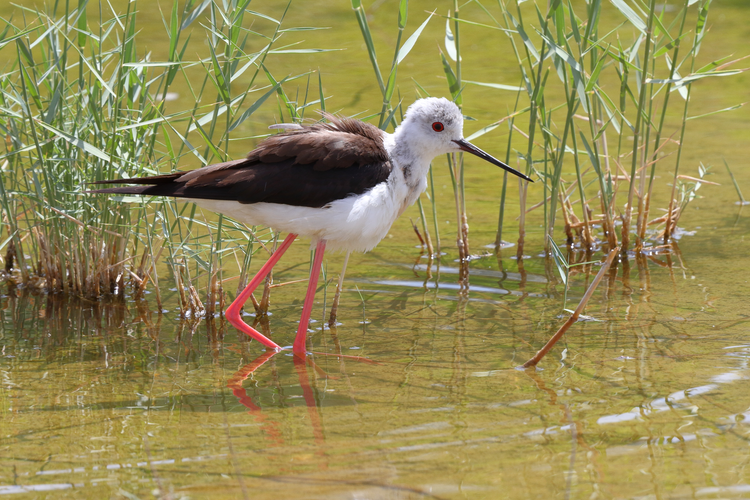 Black-winged Stilt. Qatar, 26 June 2013 © Neil G. Morris.