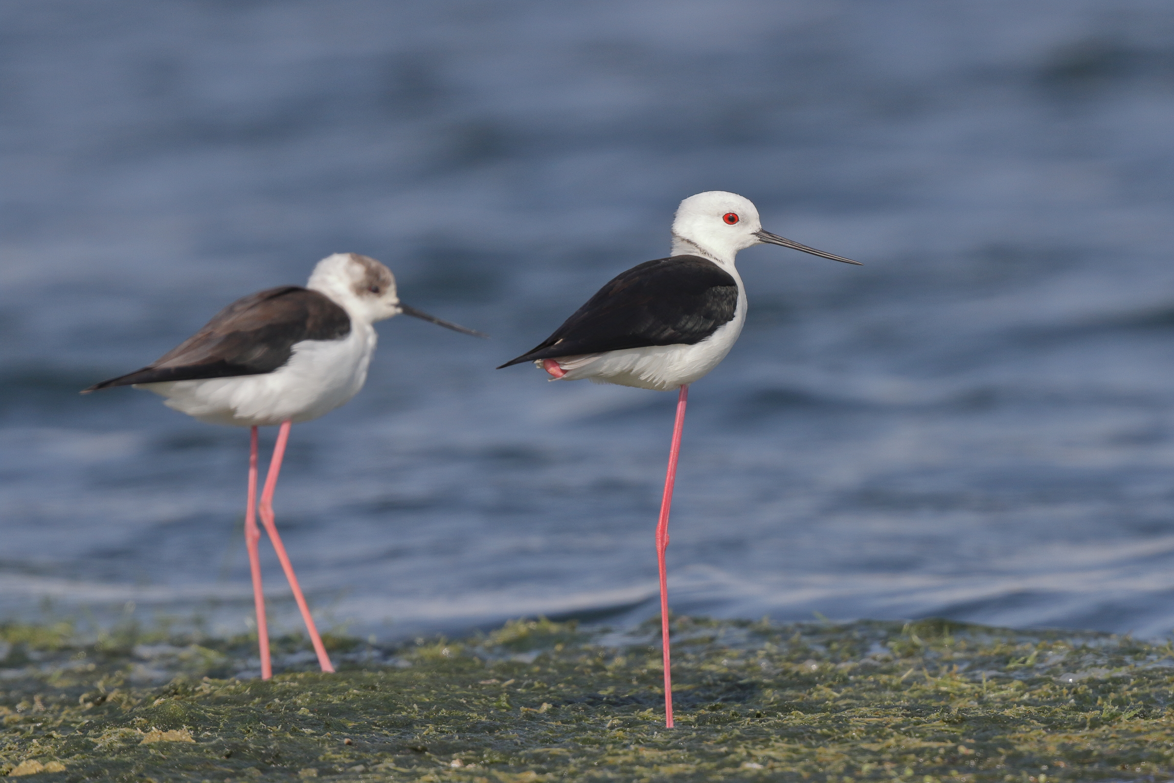 Black-winged Stilt. Qatar, 18 February 2014 © Neil G. Morris.