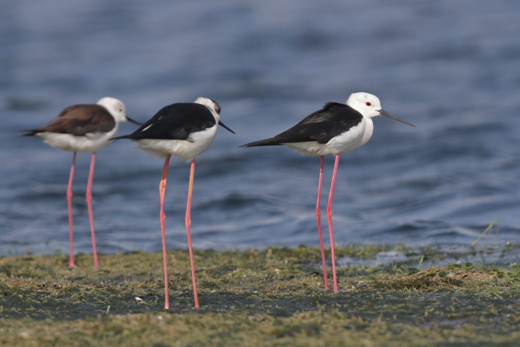 Black-winged Stilt. Qatar, 18 February 2014 © Neil G. Morris.