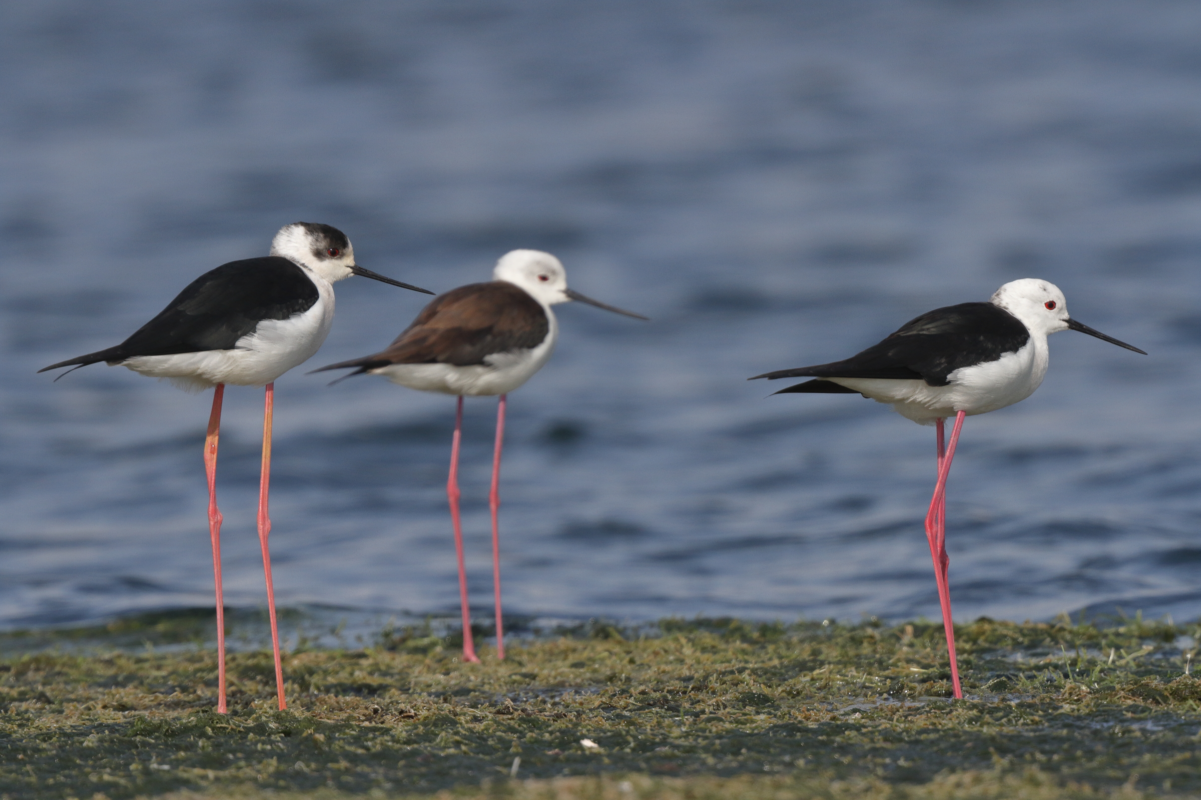 Black-winged Stilt. Qatar, 18 February 2014 © Neil G. Morris.