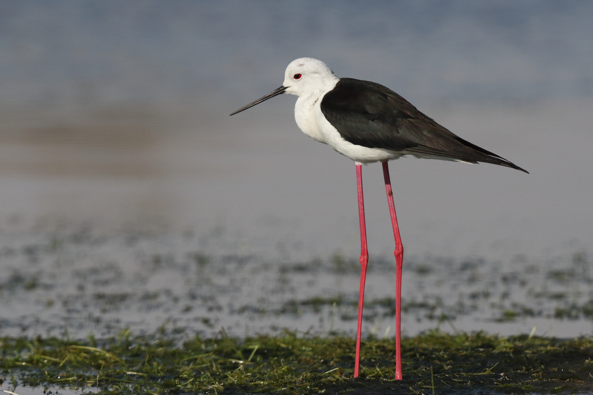 Black-winged Stilt. Qatar, 23 February 2014 © Neil G. Morris.