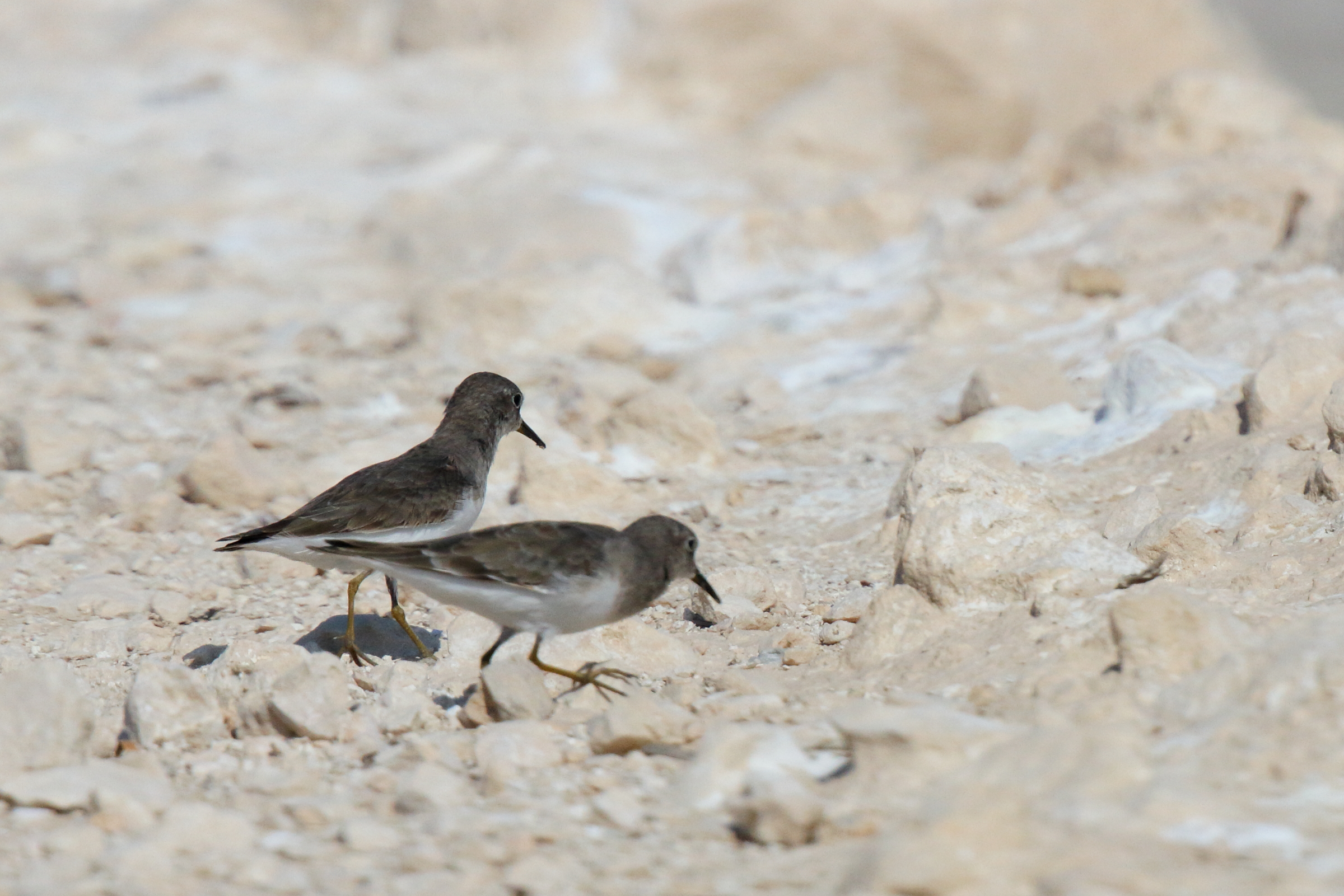 Temminck's Stint. Qatar, 16 November 2012 © Neil G. Morris.