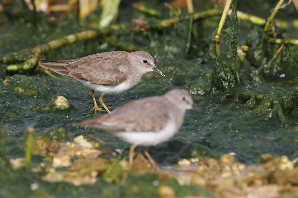 Temminck's Stint. Qatar, 25 February 2013 © Neil G. Morris.